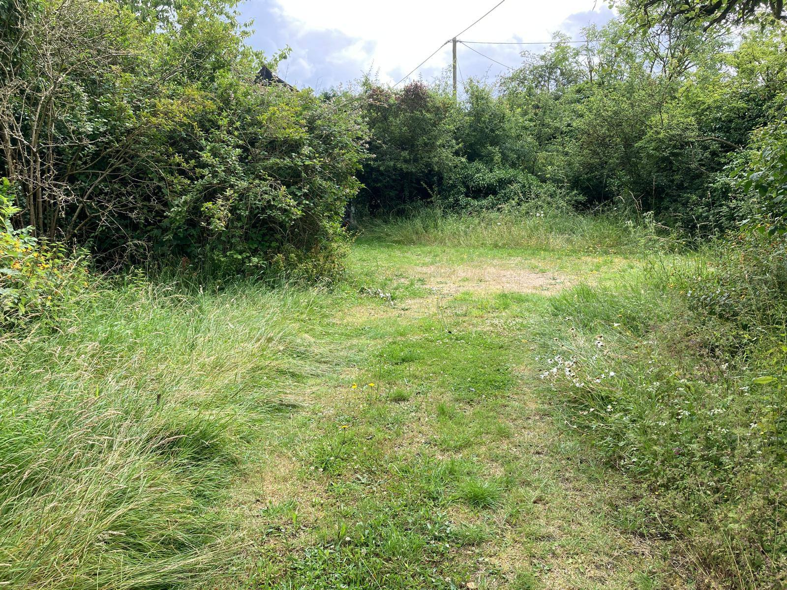 Hedge Trimming - before